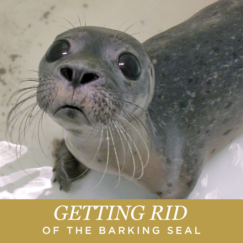 Getting Rid of the Barking Seal - medicineMomma